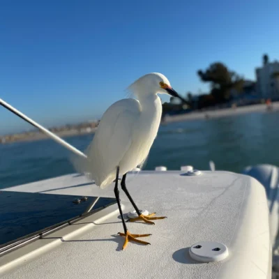 A white egret stands on the deck of a boat during an excursion, with water and a shoreline in the background under a clear blue sky.
