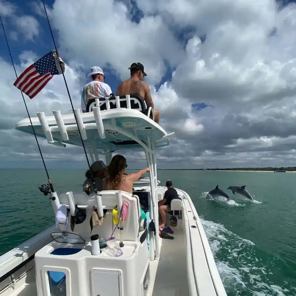 Dolphin sighting Gulf